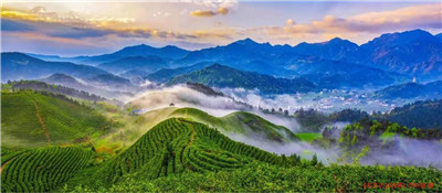 新疆楓樺木實木運動地板厚度